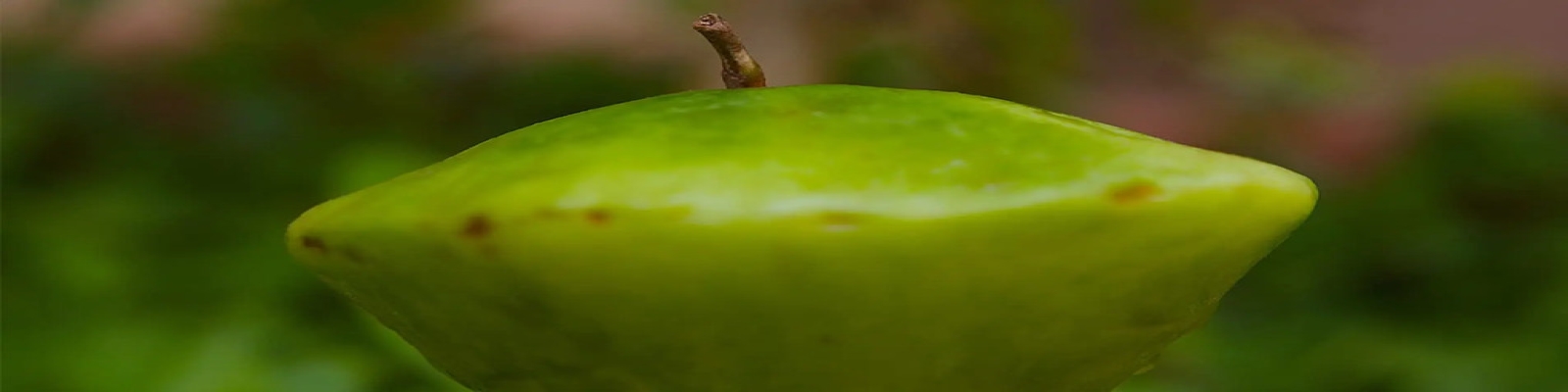 Banner tradicao-sabores-unicos-e-natureza-exuberante-te-convidam-a-viver-essa